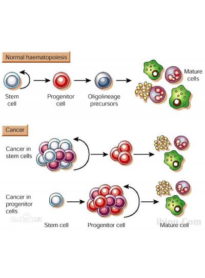 未來(lái)已來(lái)！干細(xì)胞療法在老年疾病治療方面的潛力正在逐步顯現(xiàn)！